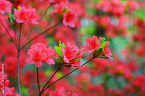 Pink red azalea flower bush in the spring garden © eqroy