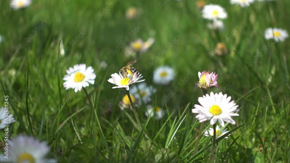 White wildflower daisy with a bee searching for pollen to make honey from. Colorful Wildflower meadow with wild insects in daylight at spring, ecosystem, nature, bee, flower White wildflower daisy with a bee searching for pollen to make honey from. Colorful Wildflower meadow with wild insects in daylight at spring, ecosystem, nature, bee, flower