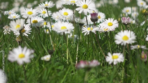 Wild white daisy flower closeup in 4k bending in the light wind at bright daylight. Wildflower in the springtime on fresh grass. Fresh wildflowers in the nature. Ecostystem, blooming, nature, fauna photo