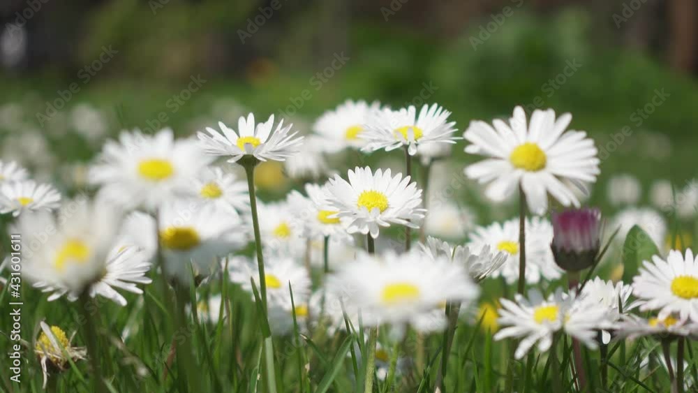 Wild white daisy flower closeup in 4k bending in the light wind at bright daylight. Wildflower in the springtime on fresh grass. Fresh wildflowers in the nature. Ecostystem, blooming, nature, fauna Wild white daisy flower closeup in 4k bending in the light wind at bright daylight. Wildflower in the springtime on fresh grass. Fresh wildflowers in the nature. Ecostystem, blooming, nature, fauna