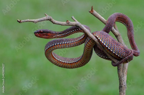 Red Viper On the Wood