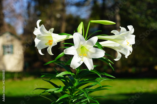 Fragrant white and yellow trumpet flowers of Easter Lily flowers (lilium longiflorum) in the spring