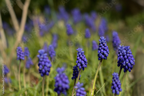 Grape hyacinths