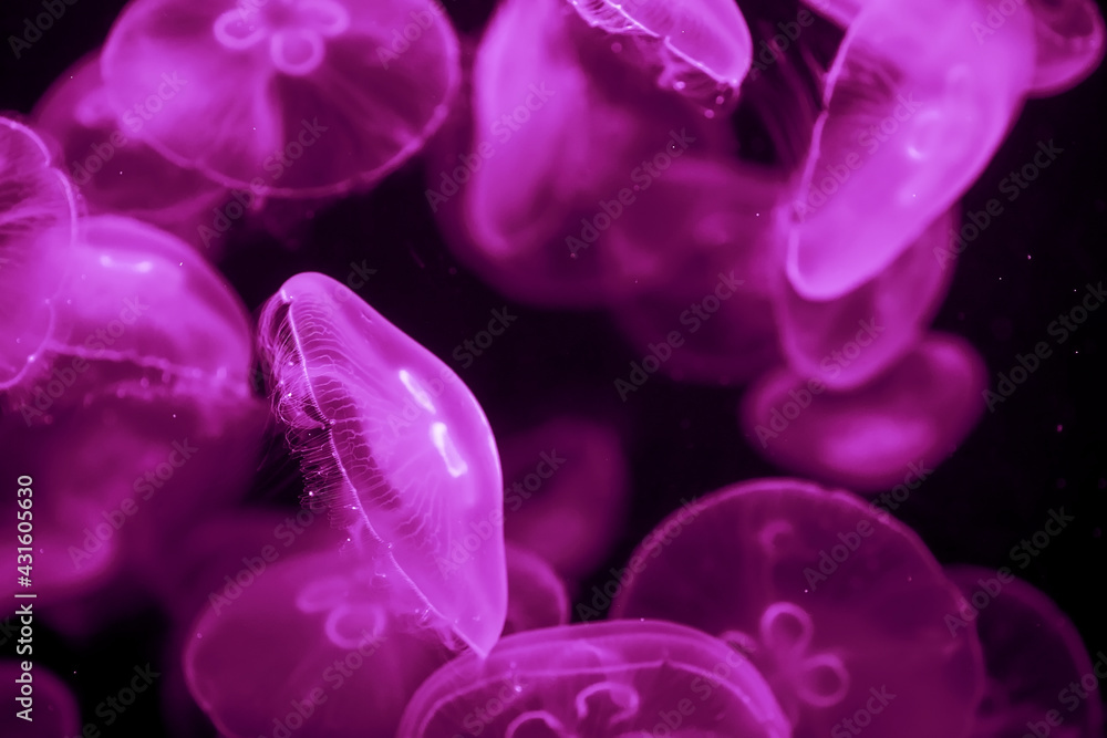 A flock of jellyfish under water on a dark background. Natural natural background A flock of jellyfish under water on a dark background. Natural natural background