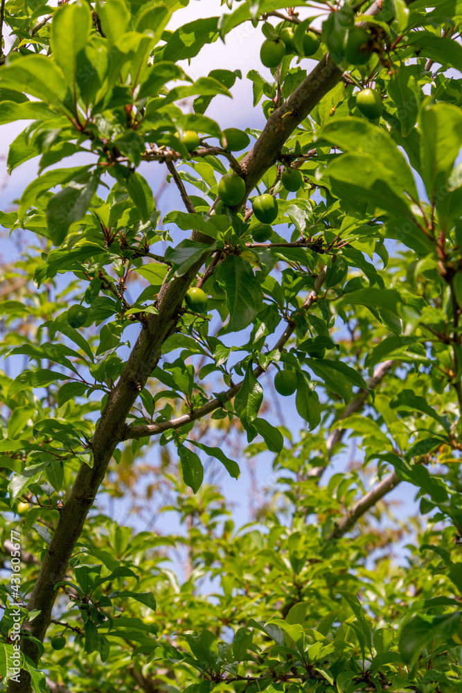 Prunus sp pertenece a la familia Rosaceae