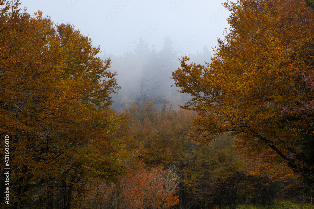 Mountain with fall leaves and clouds Mountain with fall leaves and clouds