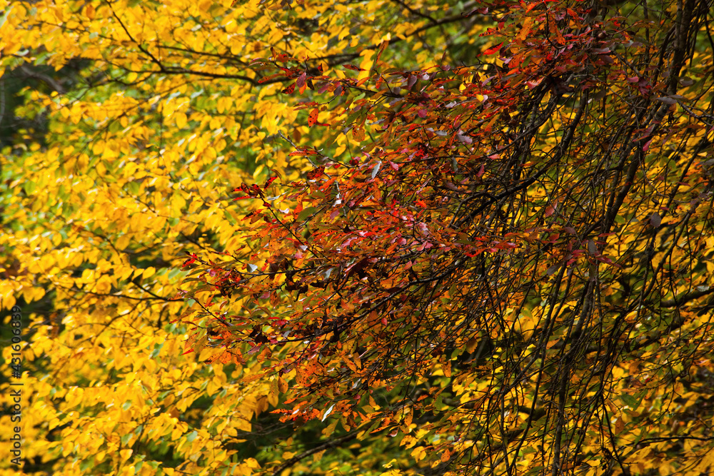 Trees showing their autumn leaves Trees showing their autumn leaves