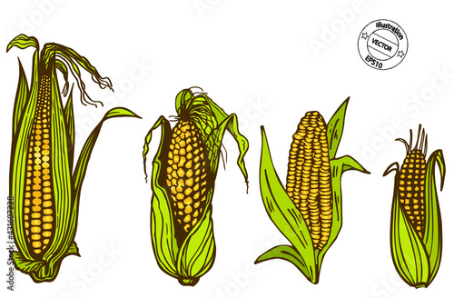 corn