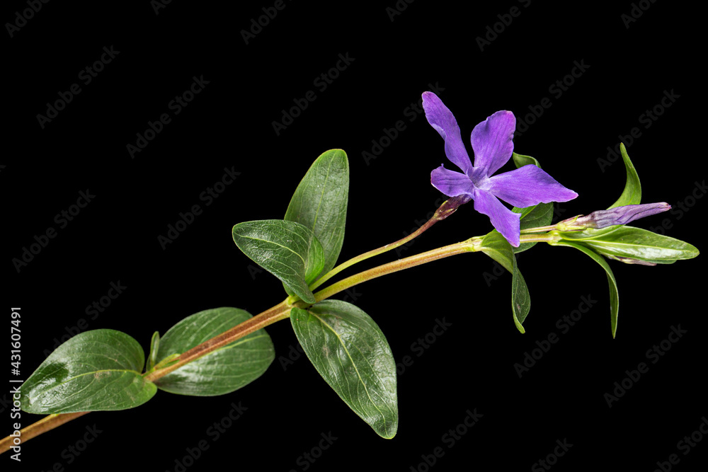 Violet flower of periwinkle, lat. Vinca, isolated on black background