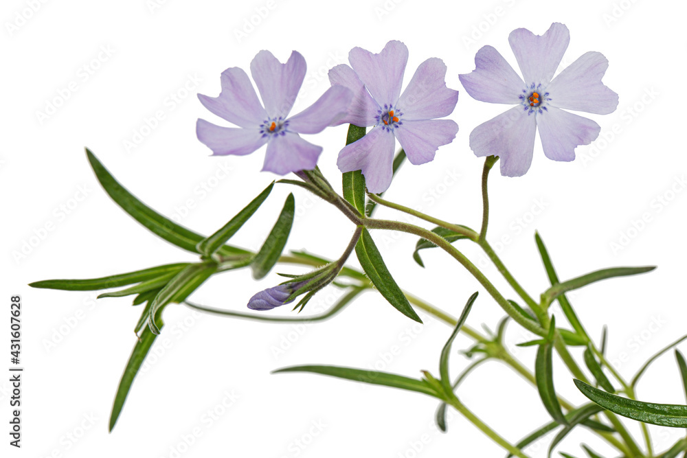 Lilac flowers of phlox subulate, isolated on white background Lilac flowers of phlox subulate, isolated on white background