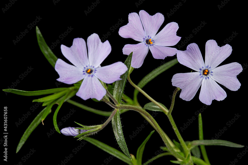 Lilac flowers of phlox subulate, isolated on black background Lilac flowers of phlox subulate, isolated on black background