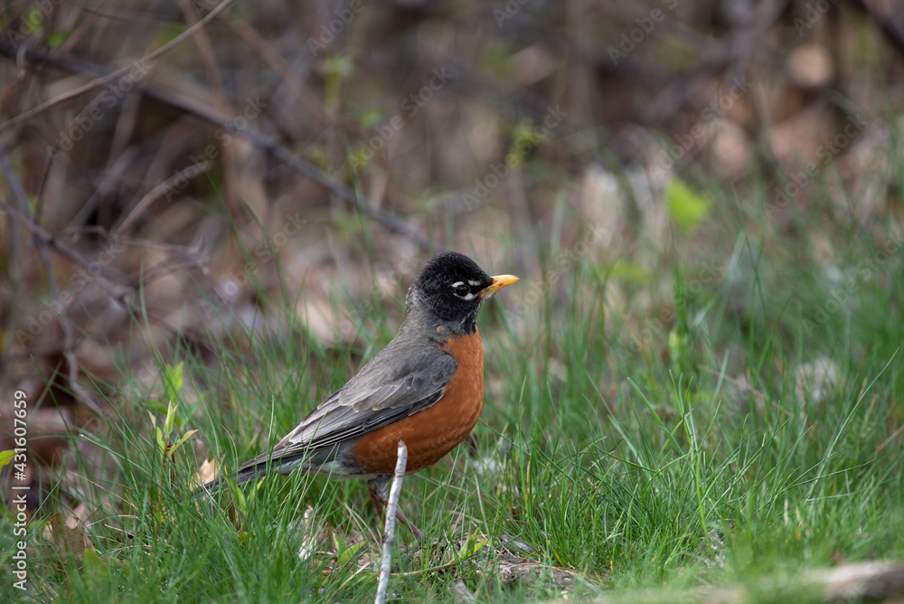 American Robin American Robin
