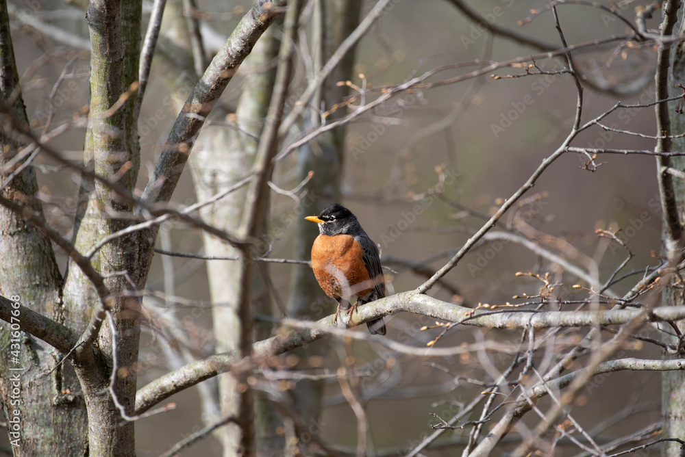 American Robin American Robin