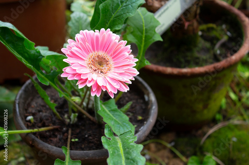 Pink gerbera flower in a pot inside.