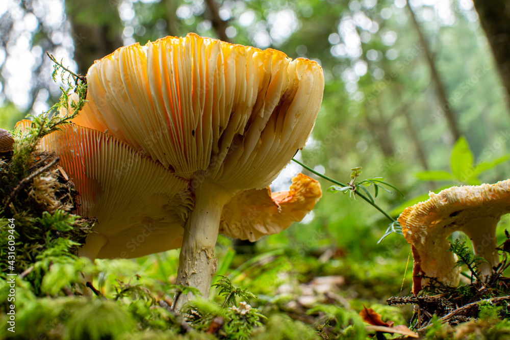 Pilze im Wald Pilze im Wald