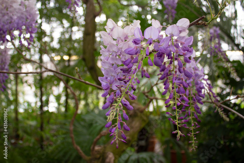 Lilac flowers of wisteria on branches in a botanical garden close-up.