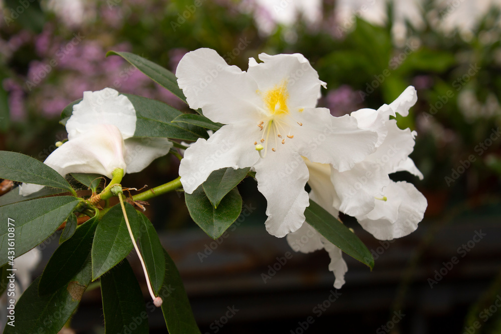 Azalea, rhododendron, white azalea flowers on a background of green leaves close up Azalea, rhododendron, white azalea flowers on a background of green leaves close up