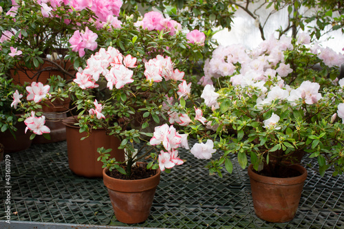 Blooming pink azalea tree by the window in the greenhouse in the botanical garden