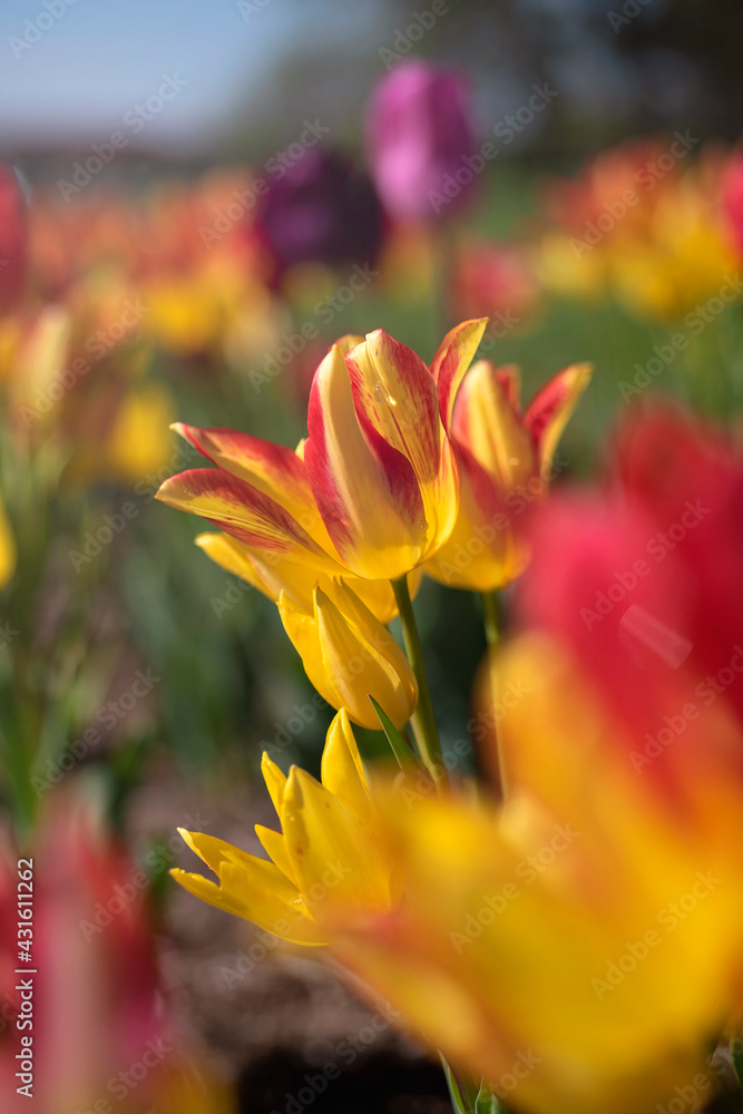Yellow and red tulip in a tulip field on a bright sunny day. Yellow and red tulip in a tulip field on a bright sunny day.