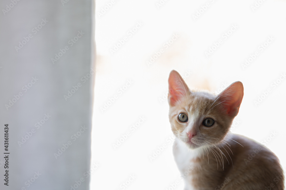 portrait of a kitten in front of a window