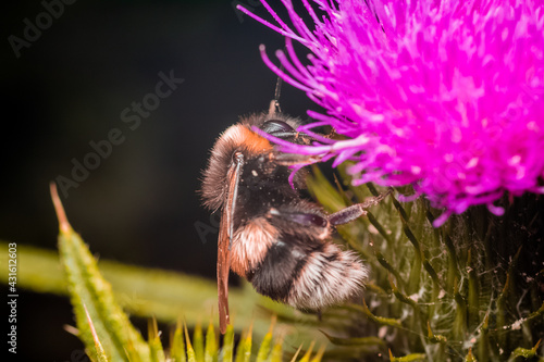 Fototapeta Naklejka Na Ścianę i Meble -  abejorro en una flor de cardo