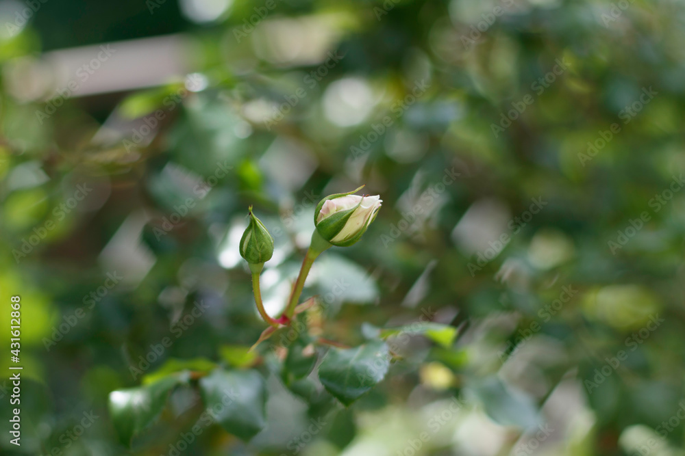 White Garden Rose in the garden. White Garden Rose in the garden.