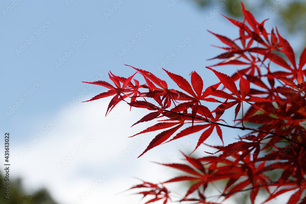 Bloodgood Japanese Maple in the sky. Bloodgood Japanese Maple in the sky.
