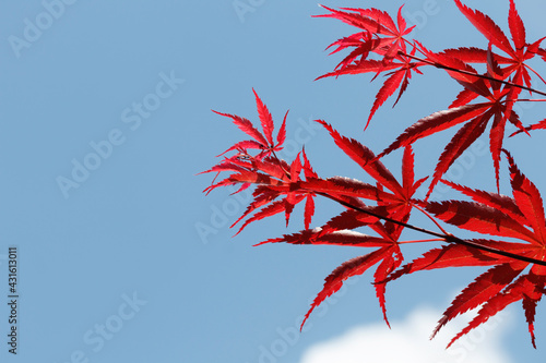 Bloodgood Japanese Maple in the sky.