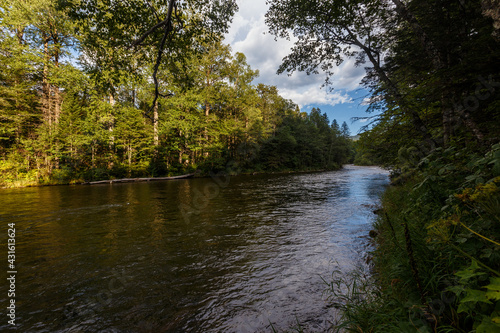 Far Eastern nature. A picturesque reserved mountain river flows between green trees.