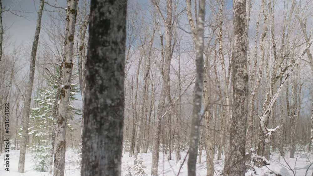 Winter Maples Trees At Sugar Bush In Estrie, Canada. Follow Shot Winter Maples Trees At Sugar Bush In Estrie, Canada. Follow Shot