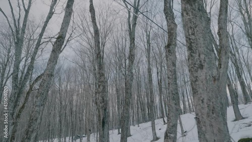 Going Past Winter Maples Trees At Sugar Bush In Estrie, Canada. Follow Shot photo