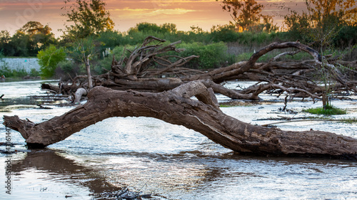 Albor caído en un rio, que se lleva la corriente, con un tronco robusto pero seco.