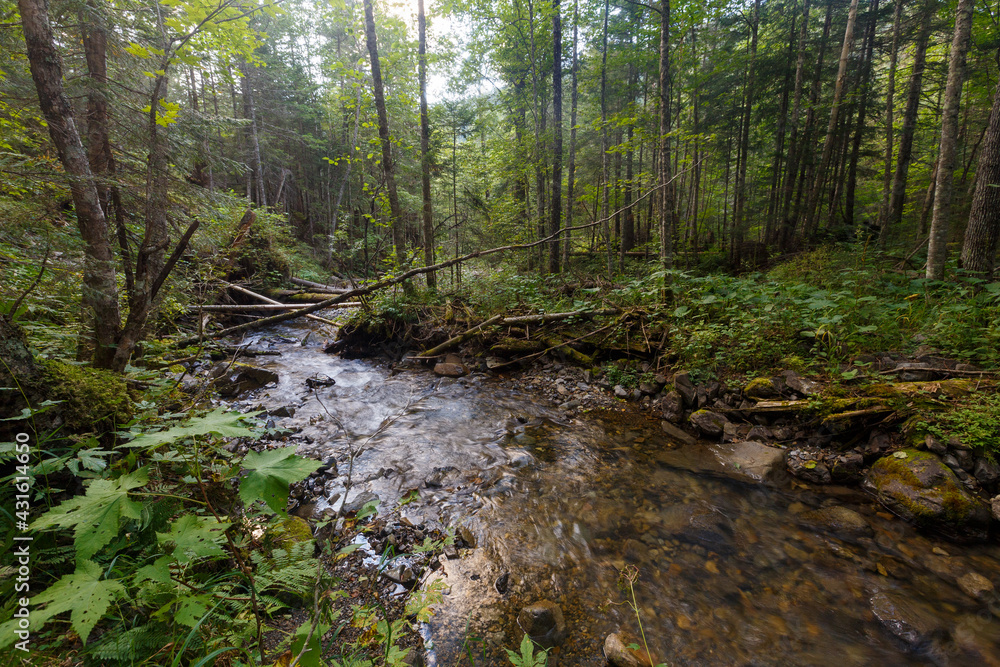 Far Eastern nature. A picturesque reserved mountain river flows between green trees. Far Eastern nature. A picturesque reserved mountain river flows between green trees.