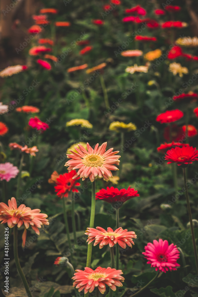 flower, nature, garden, flowers, orange, plant, yellow, summer, green, bloom, red, blossom, marigold, spring, beauty, field, daisy, beautiful, floral, flora, petal, colorful, gardening, tagetes flower, nature, garden, flowers, orange, plant, yellow, summer, green, bloom, red, blossom, marigold, spring, beauty, field, daisy, beautiful, floral, flora, petal, colorful, gardening, tagetes
