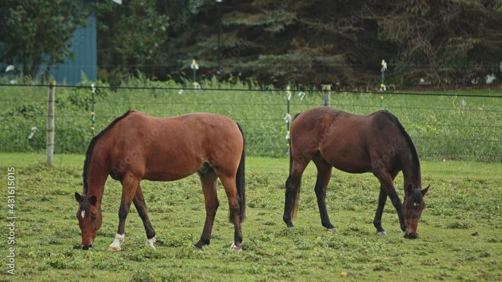 Two Brown Horses Graze Together in Grassy Pasture, Static Wide Shot Two Brown Horses Graze Together in Grassy Pasture, Static Wide Shot