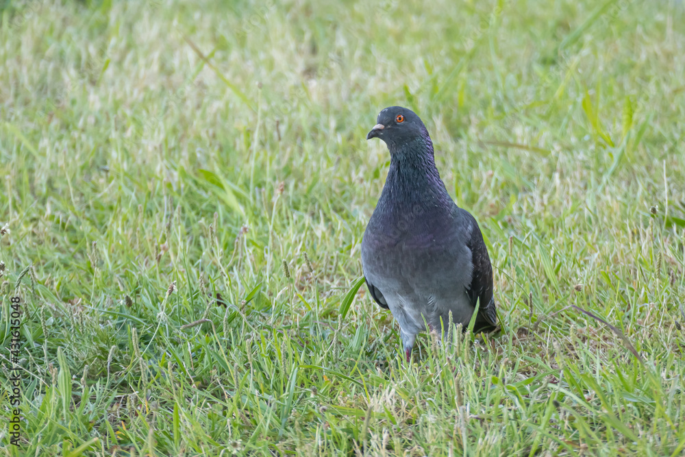 Rock dove walks on the grass Columba livia Rock dove walks on the grass Columba livia