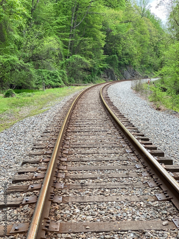 Obraz premium Railroad running through the forest