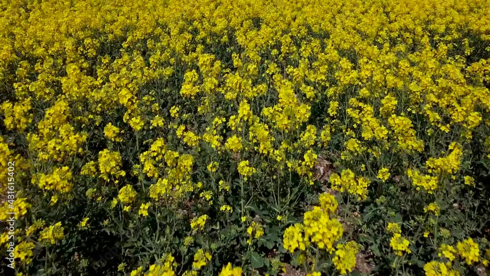 Drones flight over rapeseed field looking down very close and slowly - Bird view over oil seed field Drones flight over rapeseed field looking down very close and slowly - Bird view over oil seed field