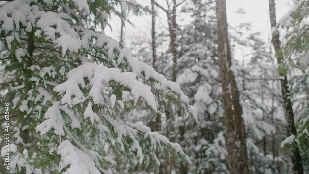 Heavy Snow Resting On Coniferous Tree Branch Slowly Swaying. Locked Off Heavy Snow Resting On Coniferous Tree Branch Slowly Swaying. Locked Off