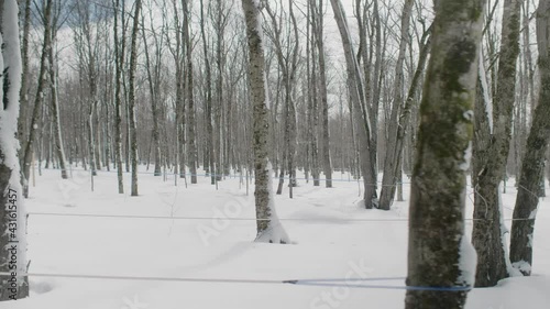 Walking Past Winter Maples Trees At Sugar Bush In Estrie, Canada photo