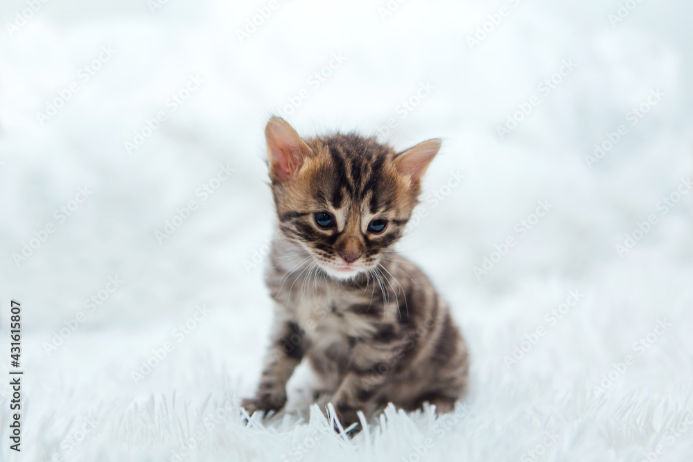 Cute dark grey charcoal bengal kitten on a furry white blanket. Cute dark grey charcoal bengal kitten on a furry white blanket.