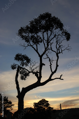 tree and the sunset