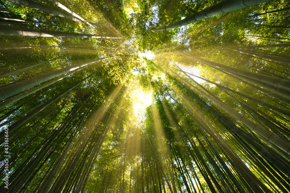 竹林に差し込む太陽光線 竹林に差し込む太陽光線