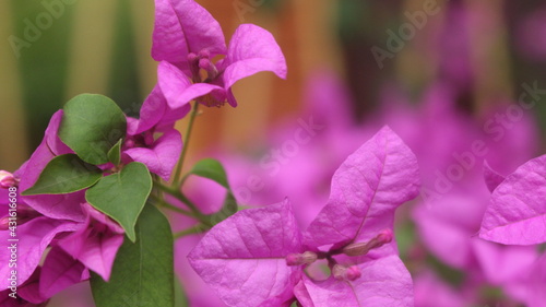 close up shot  of a pink coloured  Bougainvillea with blur background