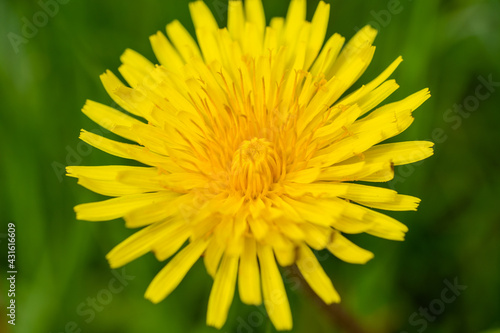 A macro shot of a yellow dandelion flower