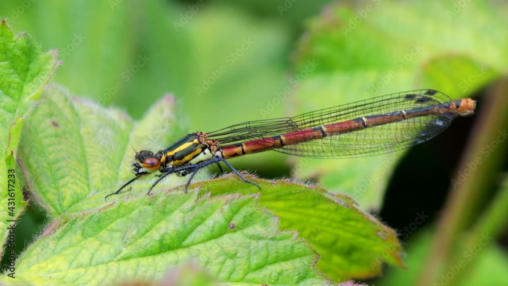 Large Red Damselfly, Pyrrhosoma nymphula in habitat Large Red Damselfly, Pyrrhosoma nymphula in habitat