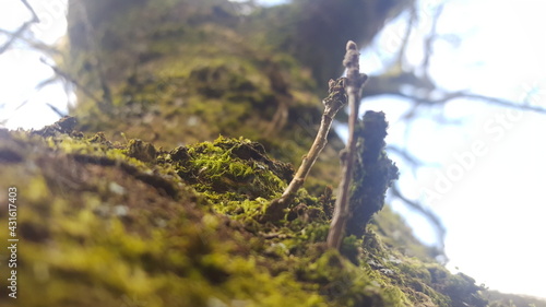 moss on the tree © Darren