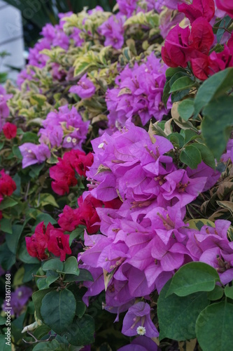The exotic bougainvillea flower in nature photo