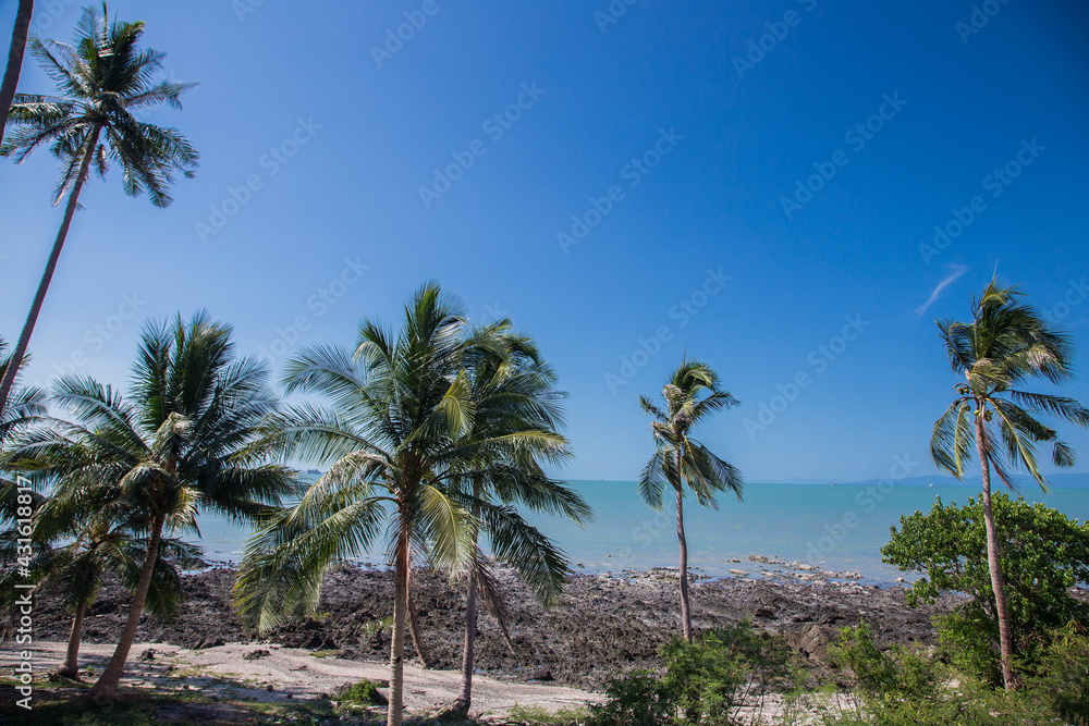 Coconut palm trees perspective view Coconut palm trees perspective view