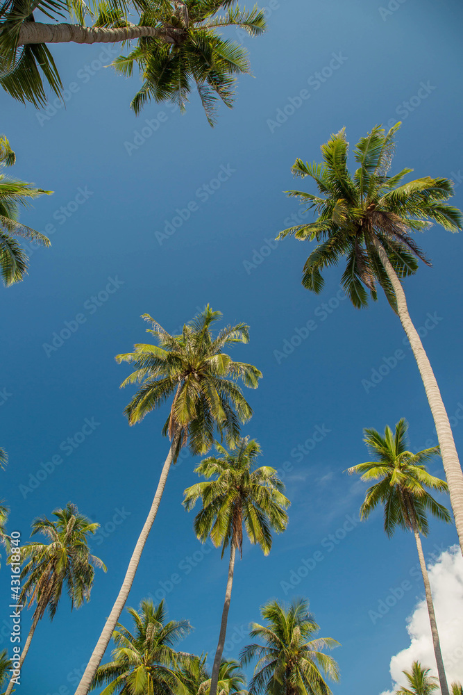 Fototapeta premium Coconut palm trees perspective view